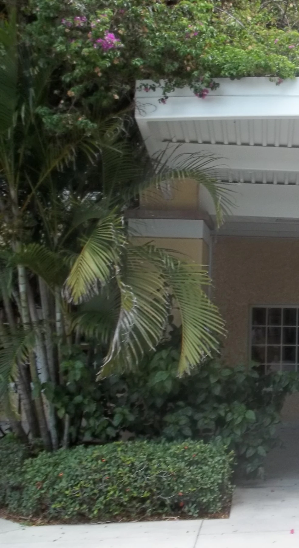 A detail crop of foliage beside the Sunken Gardens entrance, not the garden interior
